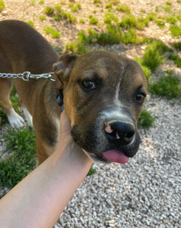 IL DOLCISSIMO E BELLISSIMO CHOCO Foto 5